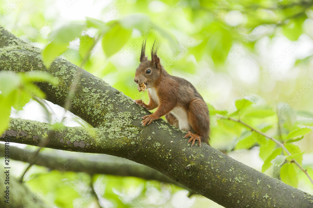 Eichhörnchen (Sciurus vulgaris), Eichhörnchen (Sciurus vulgaris),
