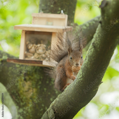 Eichhörnchen (Sciurus vulgaris), photo