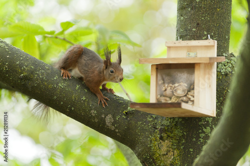 Eichhörnchen (Sciurus vulgaris),
