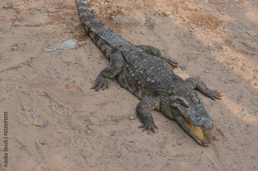 Obraz premium asia crocodile alligator sharp teeth danger