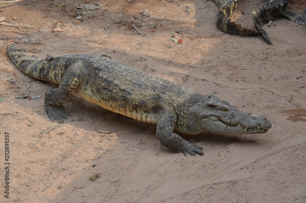 asia crocodile alligator sharp teeth danger asia crocodile alligator sharp teeth danger