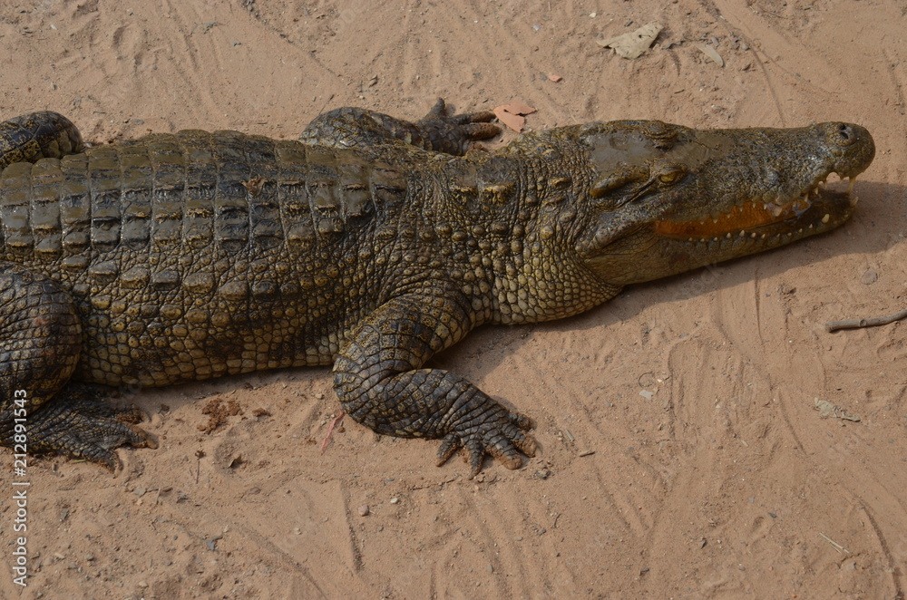 asia crocodile alligator sharp teeth danger asia crocodile alligator sharp teeth danger