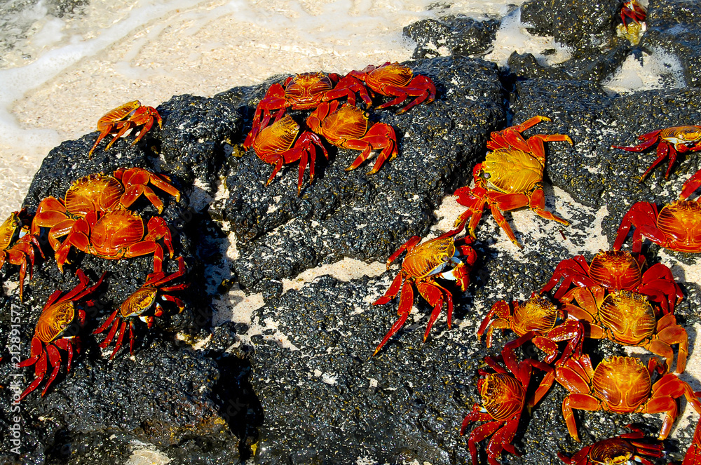 Sally Lightfoot Crabs - Galapagos - Ecuador Sally Lightfoot Crabs - Galapagos - Ecuador