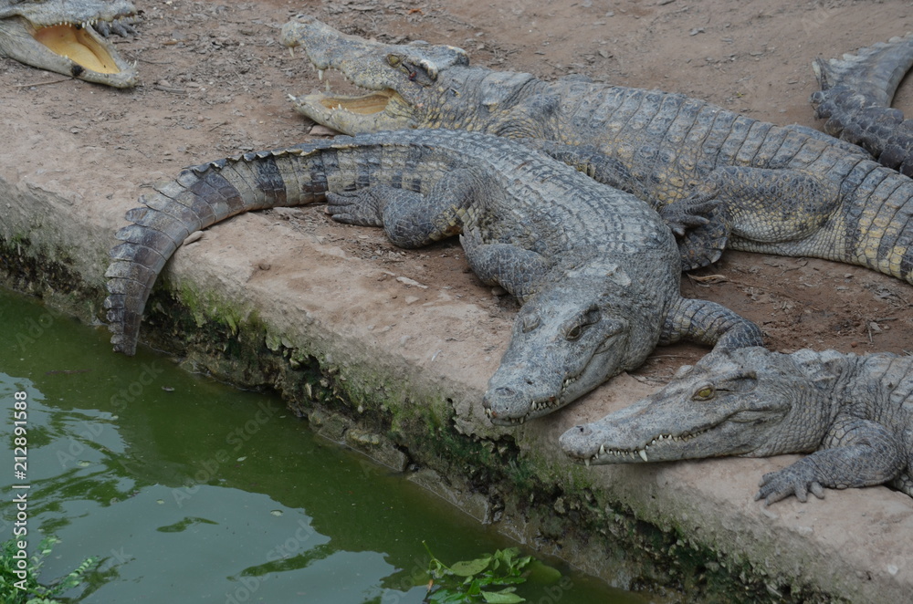 asia crocodile alligator sharp teeth danger asia crocodile alligator sharp teeth danger