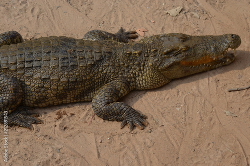 asia crocodile alligator sharp teeth danger