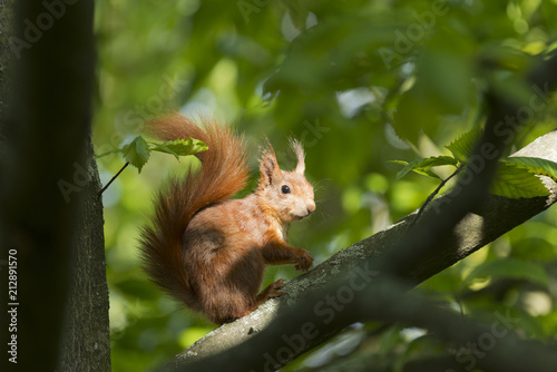 Eichhörnchen (Sciurus vulgaris),