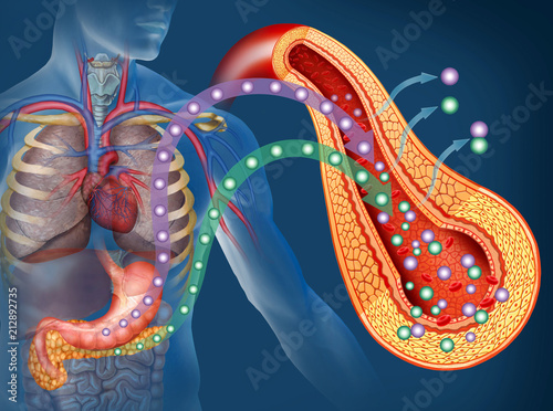 
829/5000
Descriptive illustration about Glucose and Insulin in the human body.