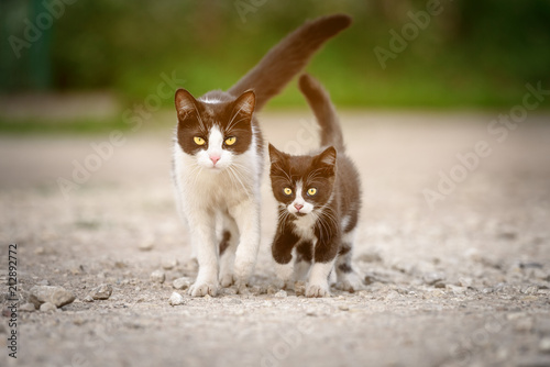 Homeless cat mother with a kitten