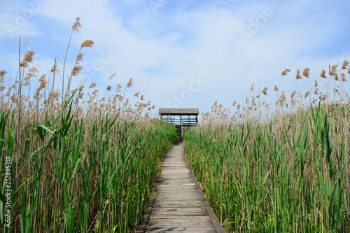 Obraz na plátně Wooden path through the reed to the viewpoint