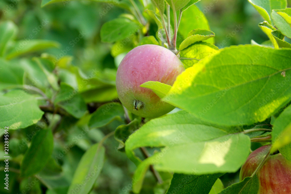 fruit, tree, apple, green, food, branch, red, nature, ripe, garden, agriculture, leaf, healthy, orchard, leaves, fresh, sweet, summer, plant, organic, juicy, fruits, natural, peach, apples fruit, tree, apple, green, food, branch, red, nature, ripe, garden, agriculture, leaf, healthy, orchard, leaves, fresh, sweet, summer, plant, organic, juicy, fruits, natural, peach, apples