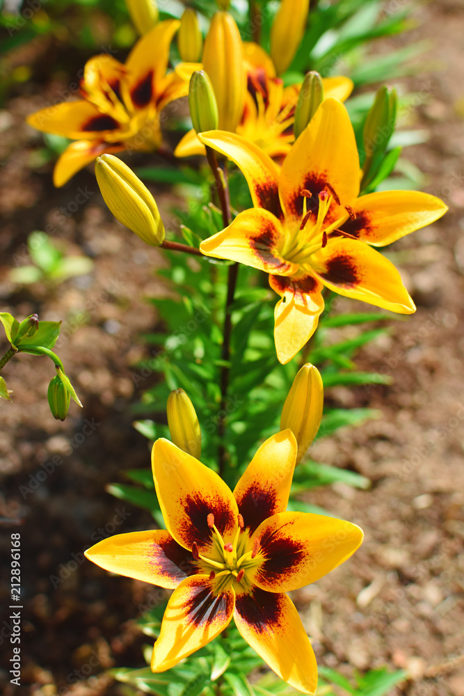 Yellow lily flower and buds on blurred green leaves and brown soil in garden in sunny summer day. Yellow lily flower and buds on blurred green leaves and brown soil in garden in sunny summer day.