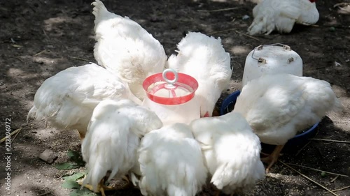 hen eat Chickens feed in front of shed photo