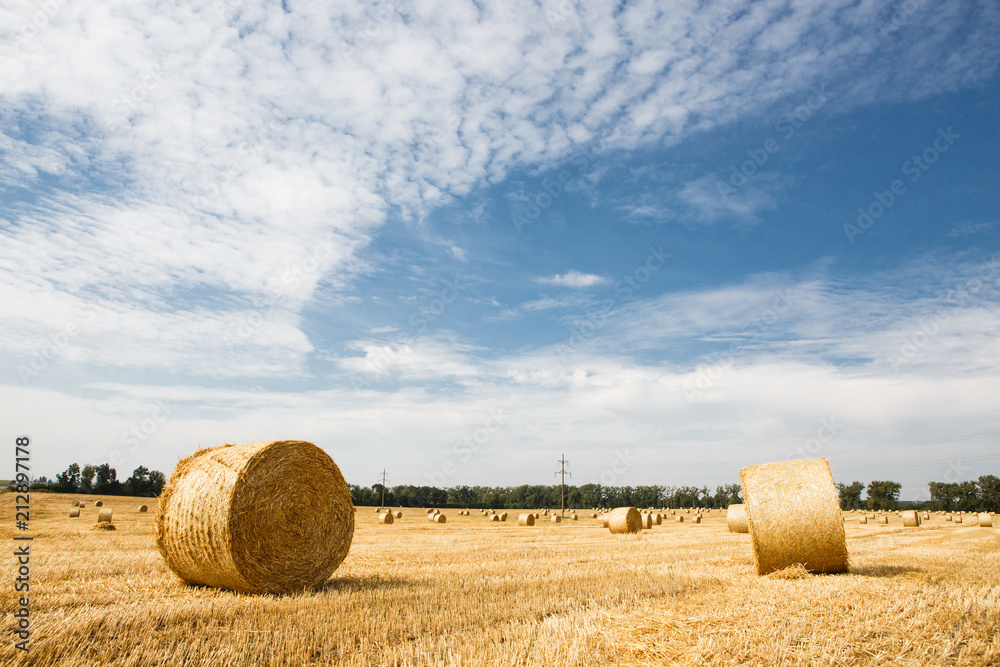 Harvested field with straw bales in summer