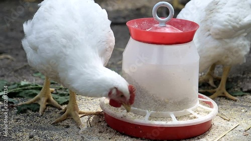hen eat Chickens feed in front of shed photo