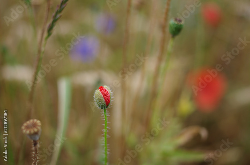 Fototapeta Naklejka Na Ścianę i Meble -  Geschlossene Mohnblume