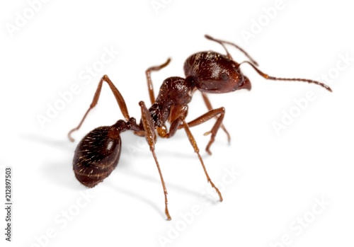 Ant © BillionPhotos.com