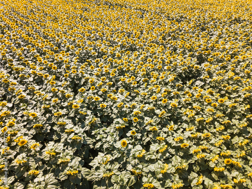 Aerial drone view of the sunflower field, green and yellow stripes Aerial drone view of the sunflower field, green and yellow stripes