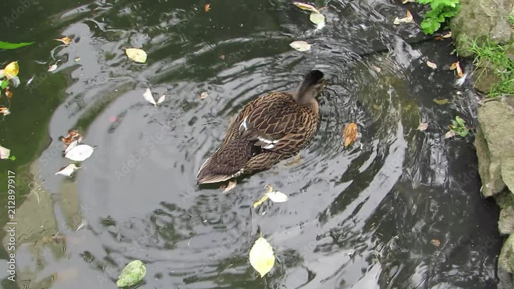 Close up of young female mallard duck, Anas platyrhynchos, swimming on a pond. Viewed from above. Hand held HD video. Close up of young female mallard duck, Anas platyrhynchos, swimming on a pond. Viewed from above. Hand held HD video.