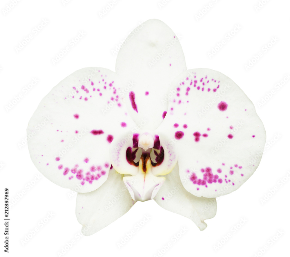 Fototapeta premium Orchird Flower Isolated on White