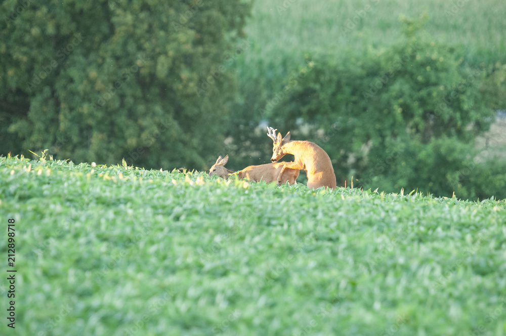 Fototapeta premium Rehbrunft