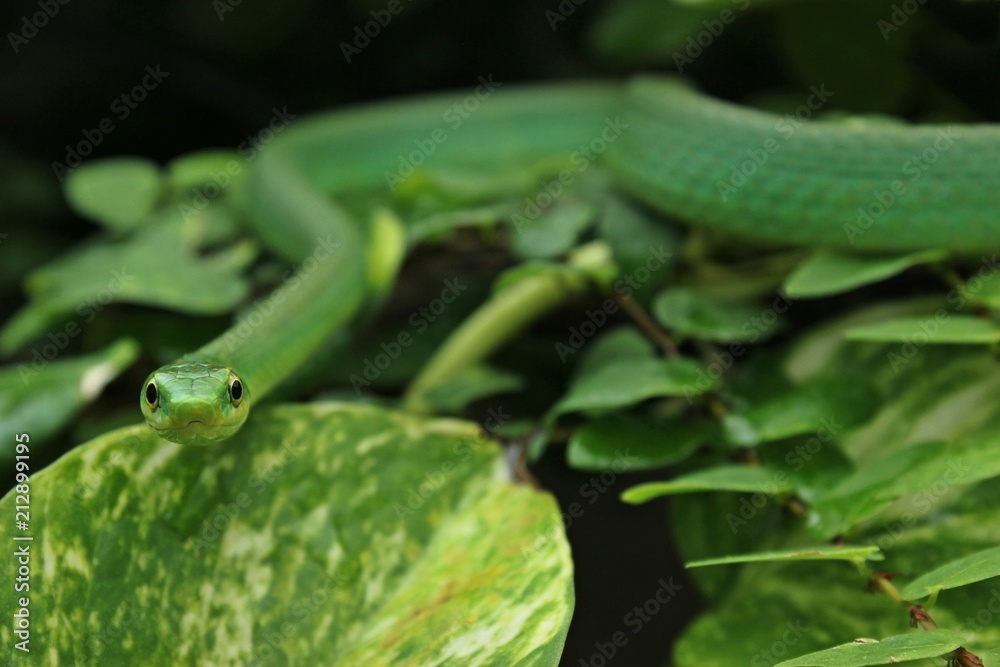 Weibliche Raue Grasnatter (Opheodrys aestivus) im Terrarium
Weibliche Raue Grasnatter (Opheodrys aestivus) im Terrarium