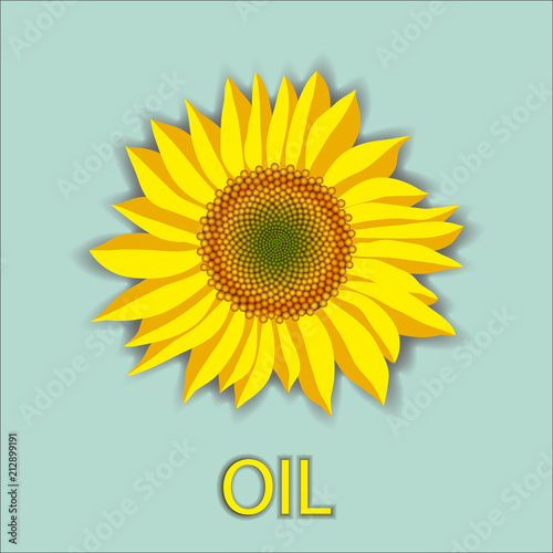 Vector illustration of sunflower flower head top view and oil lettering