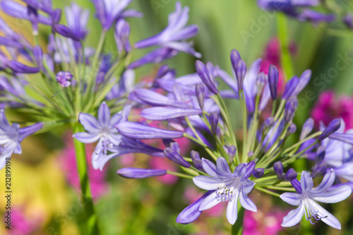 Violette Schmucklilien-Bl  ten