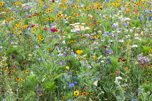 Flower meadow wild blooming blossom countryside park various plants