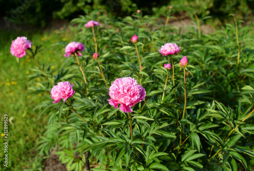 Flower bed with pink flowers.
