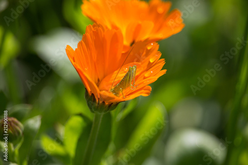 Caelifera on Orange Calendula officinalis