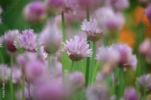 Allium schoenoprasum Flowers