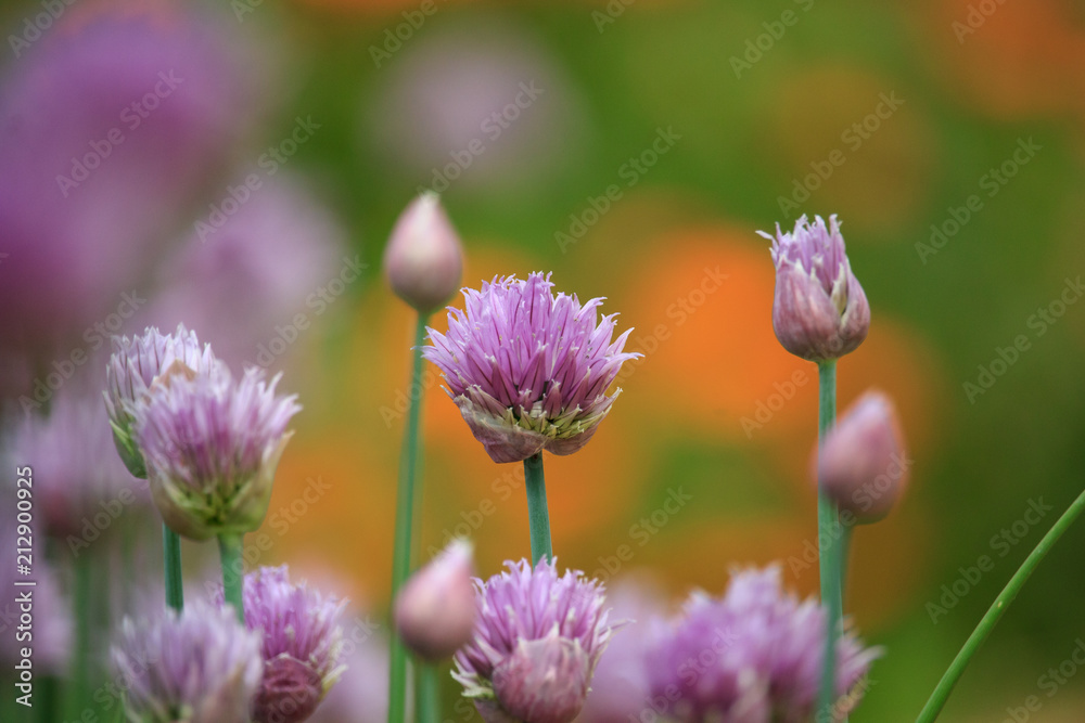 Allium schoenoprasum Flowers Allium schoenoprasum Flowers