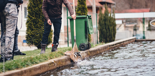 aquaculture catch fish thrown back into the trout farm fishpond photo