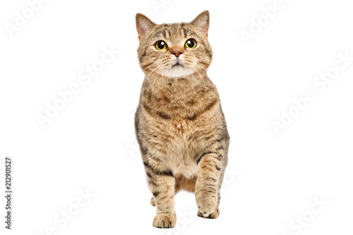Funny curious cat Scottish Straight standing isolated on white background