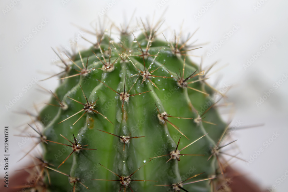 Green cactus round shape in pot isolated on white background. Green cactus round shape in pot isolated on white background.