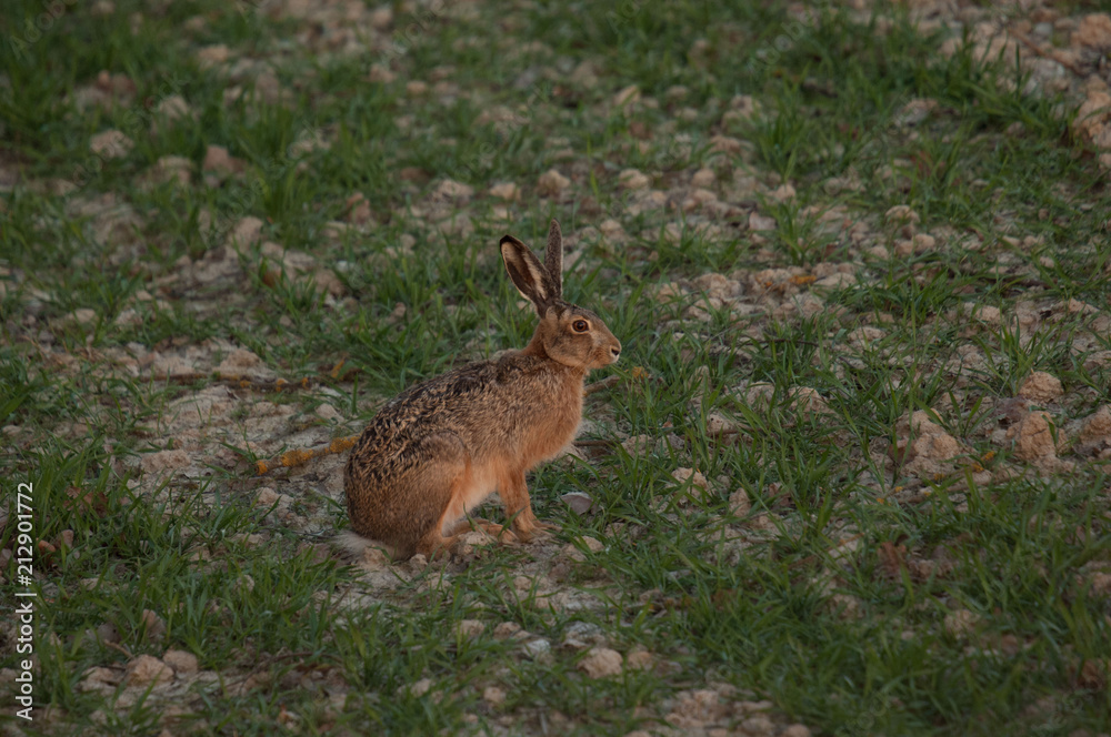 Fototapeta premium Hasen im Feld