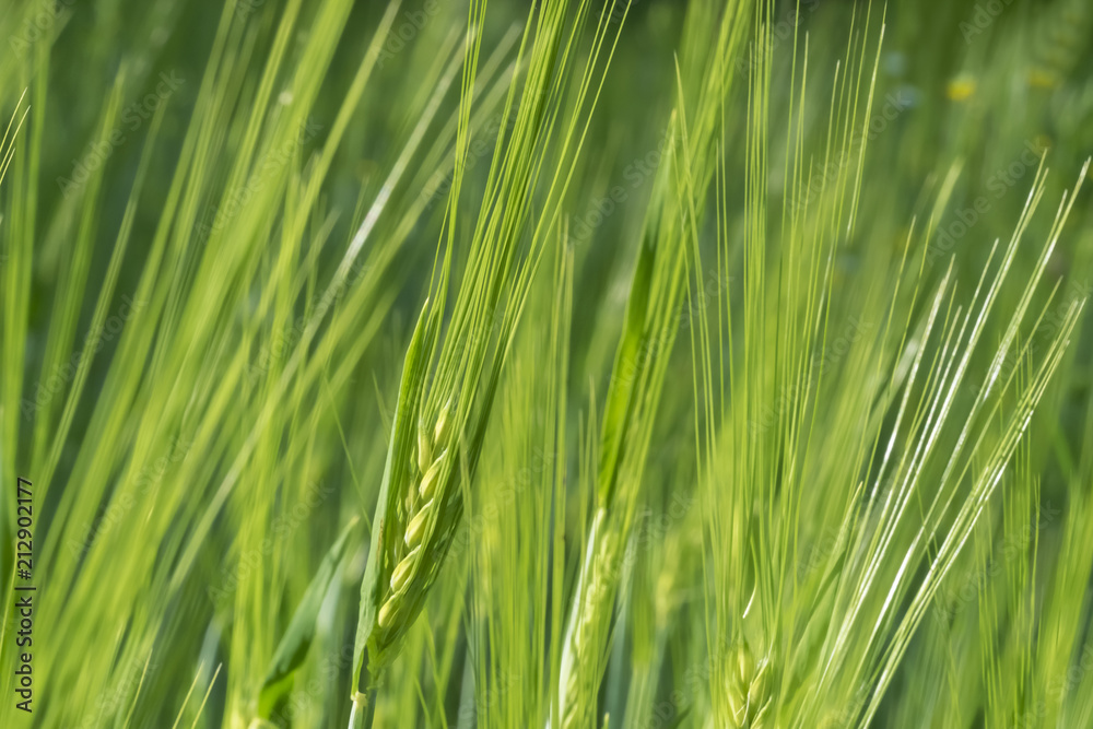 Blossoming of barley. Blossoming of barley.