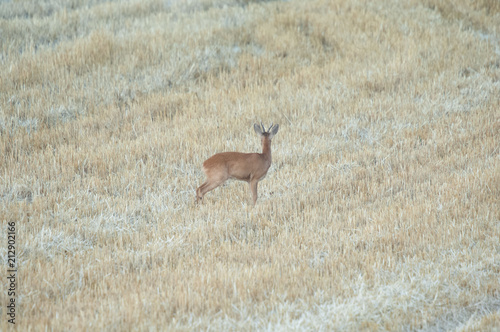 Rehbock im Herbst