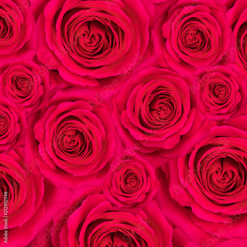 rose red background