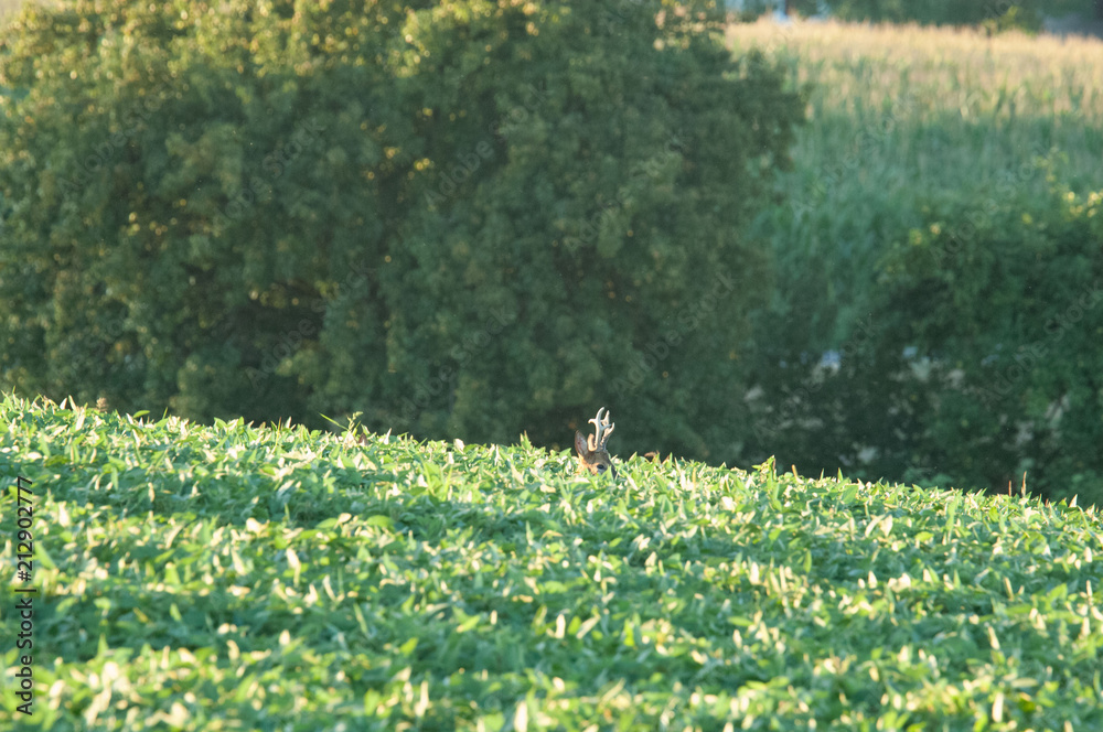 Obraz premium Rehbock im Herbst