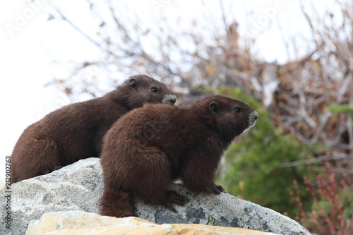 Vancouver Island Marmot, Marmota vancouverensis,  Mount Washington, Vancouver Island, BC, Canada photo