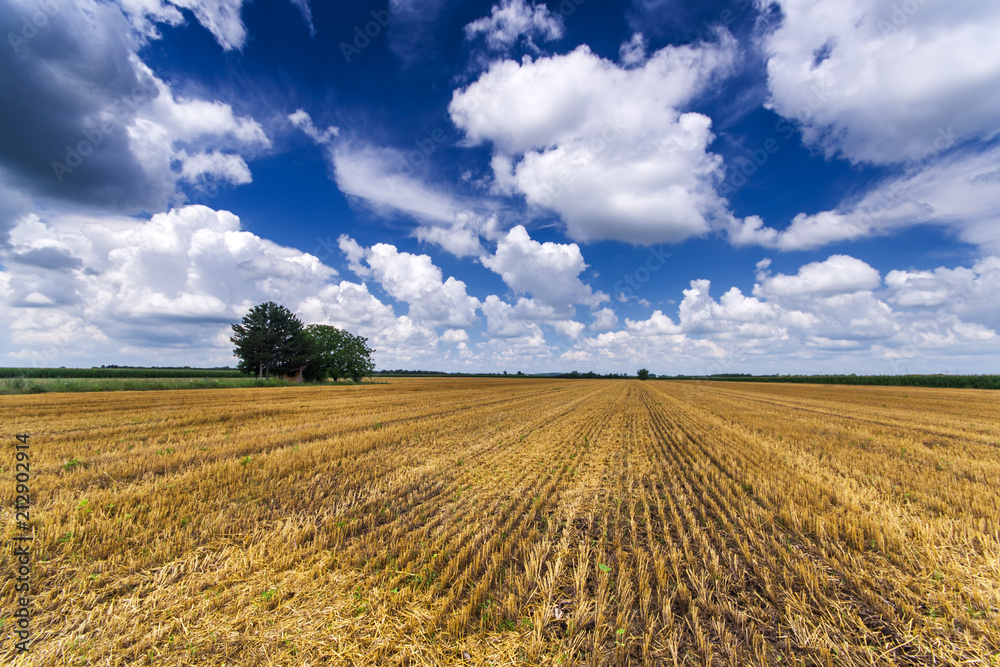 Wheat field after harvest with white clouds and blue sky Wheat field after harvest with white clouds and blue sky