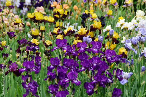  Gorgeous irises on their natural background..