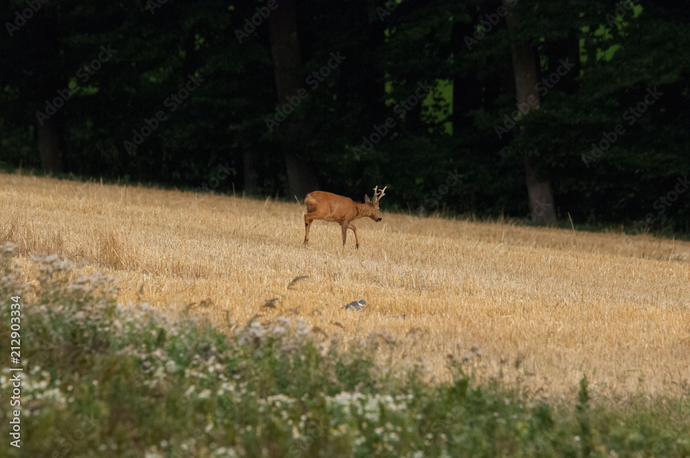 Rehbock im Herbst