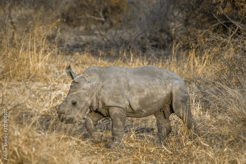 Southern white rhinoceros in Kruger National park  South Africa   Specie Ceratotherium simum simum family of Rhinocerotidae