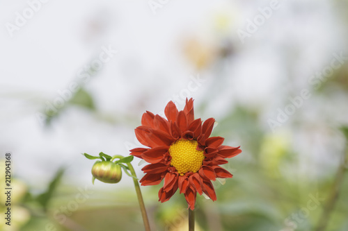 Fototapeta Naklejka Na Ścianę i Meble -  Dahlia Flower in garden