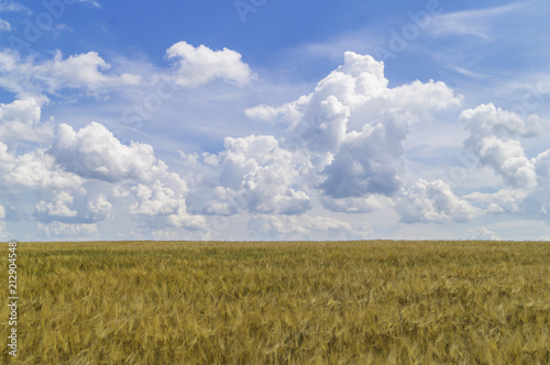 wheat field