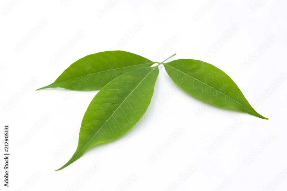 Green rubber tree leaves. Green rubber tree leaves.