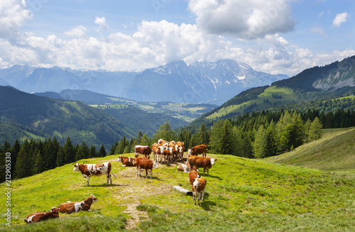Austria, Salzburg State, Tennengau, Sankt Koloman, cows photo