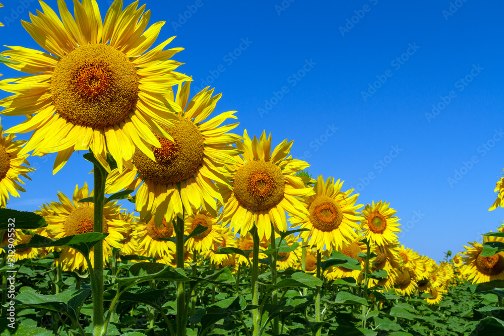 A composition of bright elite organic sunflowers close-up on blue sky background. Experimental grade of sunflowers. Photo with perspective. A great shot for designers in advertising sunflower oil. A composition of bright elite organic sunflowers close-up on blue sky background. Experimental grade of sunflowers. Photo with perspective. A great shot for designers in advertising sunflower oil.